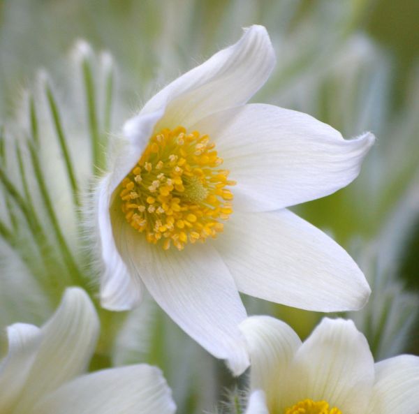 Tarhakylmänkukka, ruukkutaimi